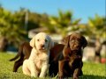 Çikolata ve Krem Labrador Bebekleri