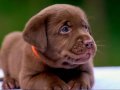 Çikolata ve Krem Labrador Bebekleri