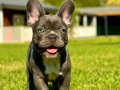 SAFKAN FRENCH BULLDOG YAVRULARI İSTANBUL 