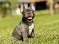 SAFKAN FRENCH BULLDOG YAVRULARI İSTANBUL 