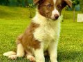 3 Aylık Border Collie yavru 