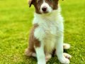 3 Aylık Border Collie yavru 