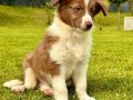 3 Aylık Border Collie yavru 