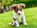 3 Aylık Border Collie yavru 