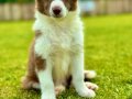 3 Aylık Border Collie yavru 