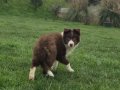 Karakteristik Maskeli Border Collie Yavru 
