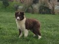Karakteristik Maskeli Border Collie Yavru 