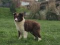 Karakteristik Maskeli Border Collie Yavru 