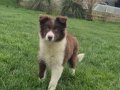 Karakteristik Maskeli Border Collie Yavru 