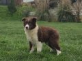 Karakteristik Maskeli Border Collie Yavru 