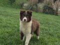 Karakteristik Maskeli Border Collie Yavru 