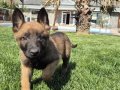 Efsane Belçika Malinois Yavru 