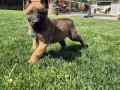 Efsane Belçika Malinois Yavru 