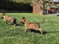 Efsane Belçika Malinois Yavru 