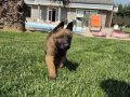Efsane Belçika Malinois Yavru 