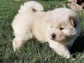 Beyaz Chow Chow Yavruları 
