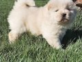 Beyaz Chow Chow Yavruları 