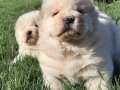 Beyaz Chow Chow Yavruları 