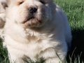 Beyaz Chow Chow Yavruları 