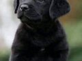 Siyah Labrador Yavrusu ile Sadık Bir Dostluk