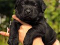 Siyah Labrador Yavrusu ile Sadık Bir Dostluk