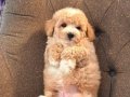 Maltipoo Yavru Akıllı ve Tüy Dökmeyen Dostunuz