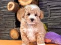 Maltipoo Yavru Akıllı ve Tüy Dökmeyen Dostunuz