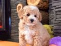 Maltipoo Yavru Akıllı ve Tüy Dökmeyen Dostunuz