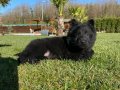 SOLİD BLACK SECERELİ ALMAN ÇOBAN YAVRULARI 