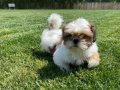 En Sevimli Shih Tzu Yavruları