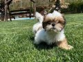 En Sevimli Shih Tzu Yavruları