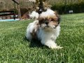 En Sevimli Shih Tzu Yavruları