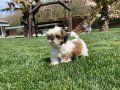 En Sevimli Shih Tzu Yavruları