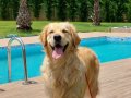 Golden retriever yavruları sizleri 