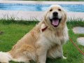 Golden retriever yavruları sizleri 