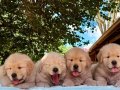 Golden retriever yavruları sizleri 