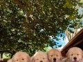 Golden retriever yavruları sizleri 