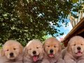 Golden retriever yavruları sizleri 