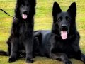 SECERELİ EĞİTİMLİ SOLİD BLACK ALMAN ÇOBAN YAVRU