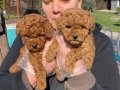 Kızıl Kahve Red Brown Poodle Yavrular