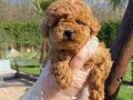 Kızıl Kahve Red Brown Poodle Yavrular