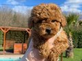Kızıl Kahve Red Brown Poodle Yavrular