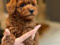 Kızıl Kahve Red Brown Poodle Yavrular