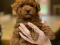 Kızıl Kahve Red Brown Poodle Yavrular