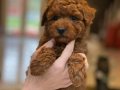 Kızıl Kahve Red Brown Poodle Yavrular
