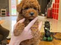 Kızıl Kahve Red Brown Poodle Yavrular