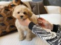 Evcil Yaşama Uyumlu Tüy Dökmeyen Safkan Maltipoo Yavruları
