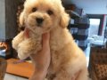 Akıllı ve Tüy Dökmeyen Karakteriyle Maltipoo Yavrusu 
