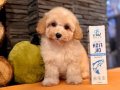Akıllı ve Tüy Dökmeyen Karakteriyle Maltipoo Yavrusu 