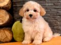 Akıllı ve Tüy Dökmeyen Karakteriyle Maltipoo Yavrusu 